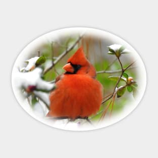 Northern Cardinal Sticker